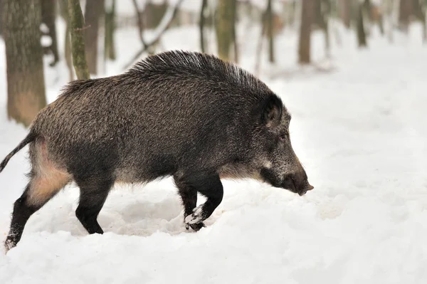 Wildschweine im Winter — Stockfoto