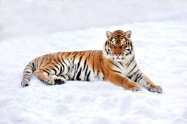 Tigre en invierno — Foto de Stock