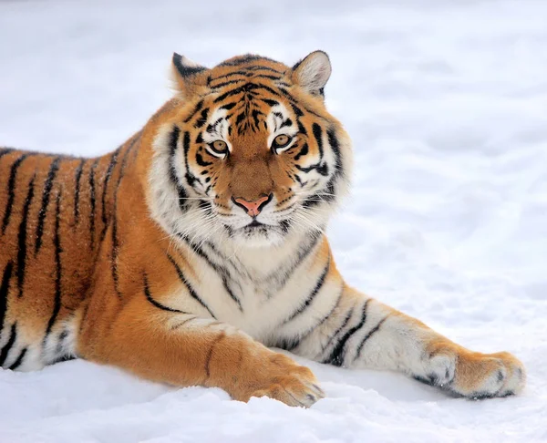 Tygrys w zimie — Zdjęcie stockowe