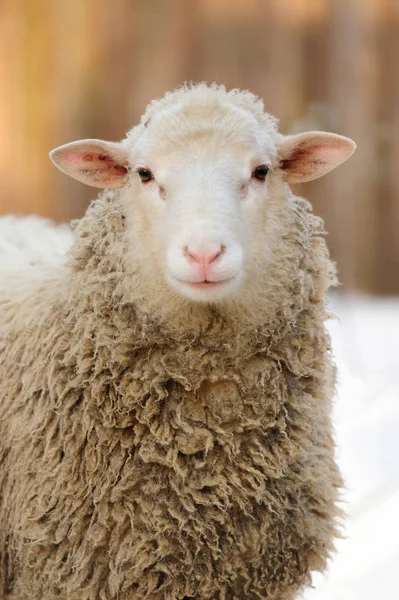 冬天的羊 — 图库照片