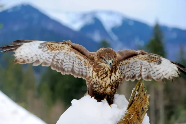 Hawk v zimě — Stock fotografie