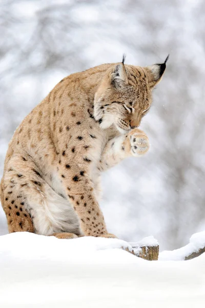 Lynx in de winter — Stockfoto