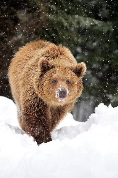 Medve-tél — Stock Fotó