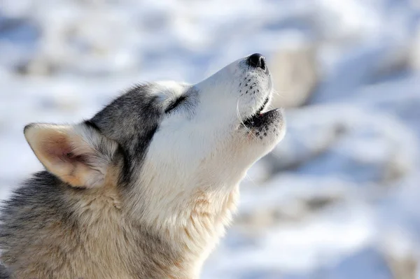 Siberische husky hond portret — Stockfoto