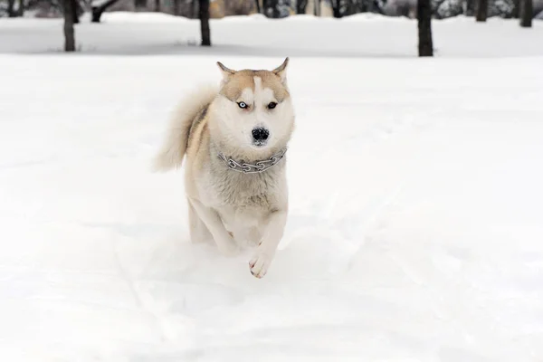 Syberyjski pies Husky — Zdjęcie stockowe