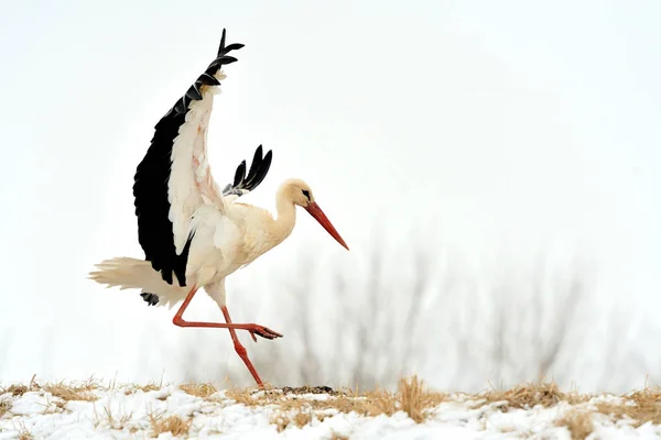 Kışın leylek — Stok fotoğraf