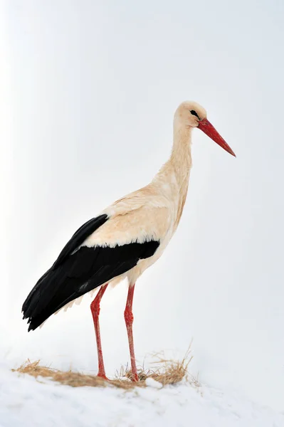 Stork at the winter park — Stock Photo, Image