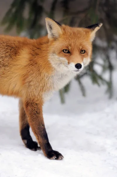 冬を狐します。 — ストック写真