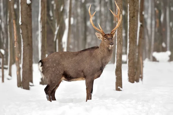 Rådjur i vinter — Stockfoto