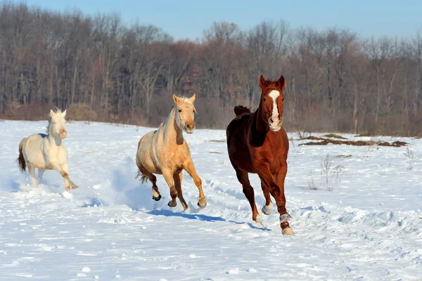 Häst i vinter — Stockfoto