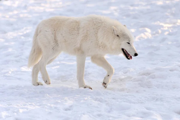 Loup en hiver — Photo