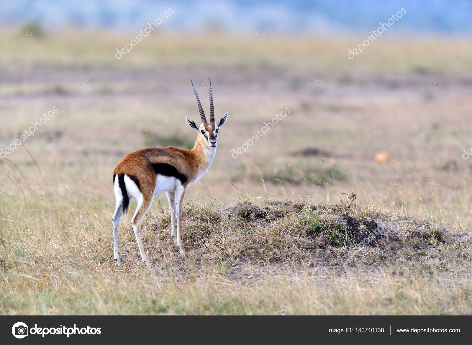Thomson's gazelle on savanna Stock Photo by ©VolodymyrBur 140710138