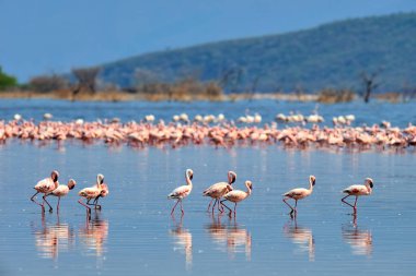 Flamingo sürüsü