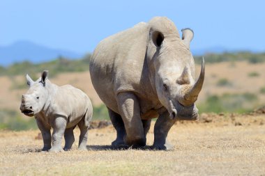 Afrikalı beyaz rhino