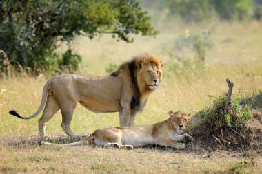 Aslan Kenya Milli Parkı
