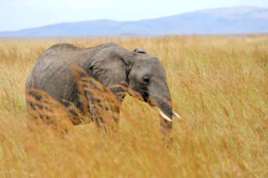 fil Kenya Milli Parkı