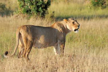 Aslan Kenya Milli Parkı
