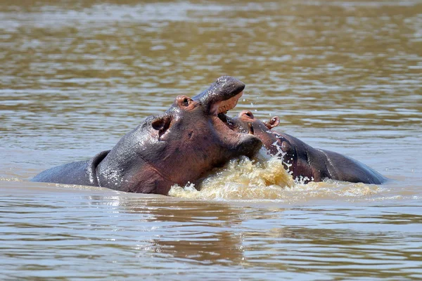 Hippo family (Hippopotamus amphibius) — Stockfoto
