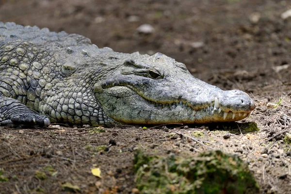A nemzeti park Kenya, Afrikában a krokodil — Stock Fotó