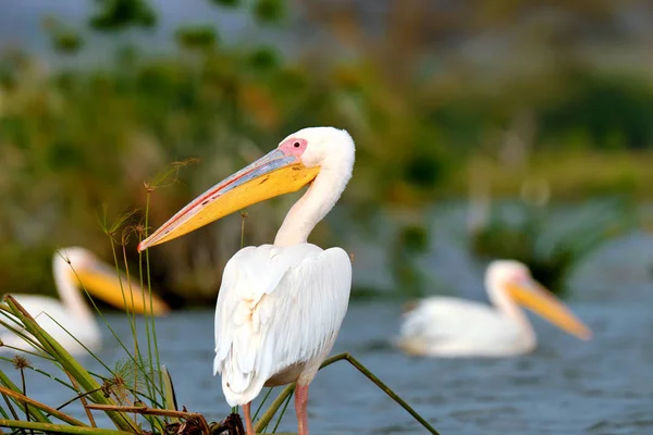 Roze pelikaan — Stockfoto