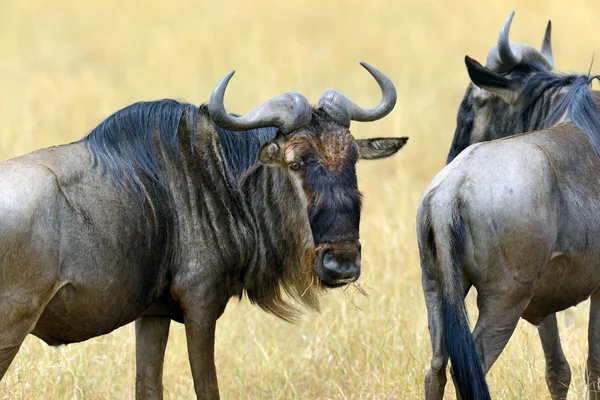 Gnus im Nationalpark von Afrika — Stockfoto