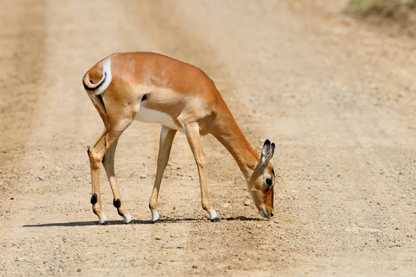 Impala på savanna i Afrika – stockfoto
