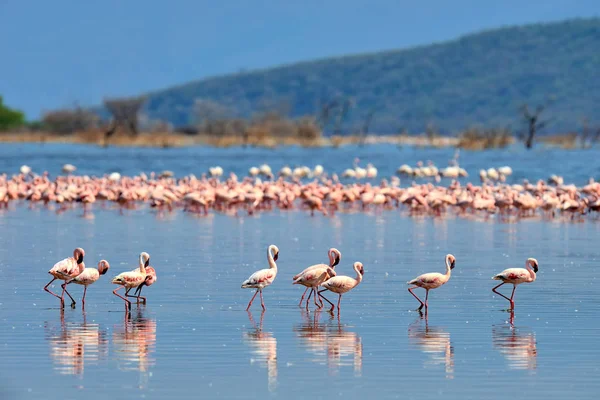 Flamingos im Schwarm — Stockfoto