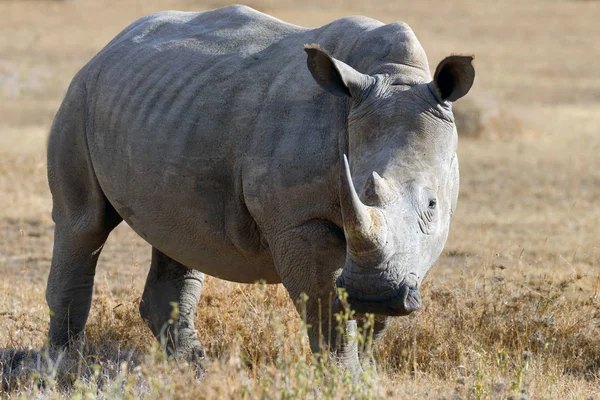Африканський білий носоріг — стокове фото