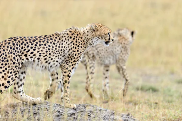 Vahşi Afrika çita — Stok fotoğraf