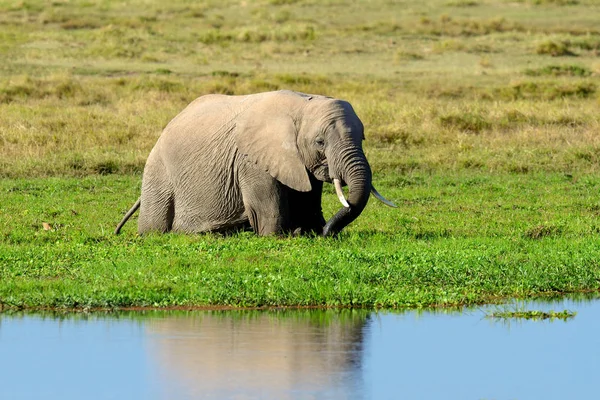 Elephant in National park of Kenya — Stock Photo, Image