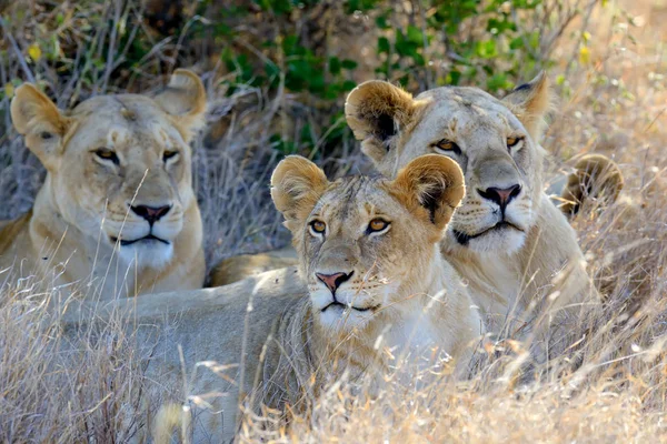 León en el Parque Nacional de Kenia — Foto de Stock