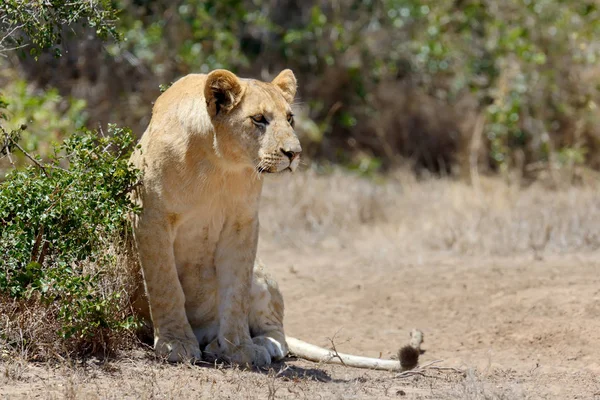 Lion in National park of Kenya — Stock Photo, Image