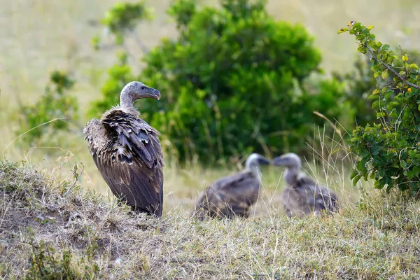 Vautour dans le parc national du Masai Mara — Photo