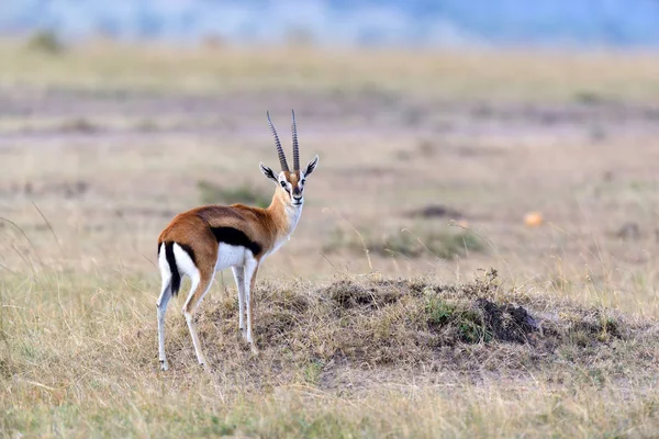 Thomson's gazelle on savanna — Stock Photo, Image