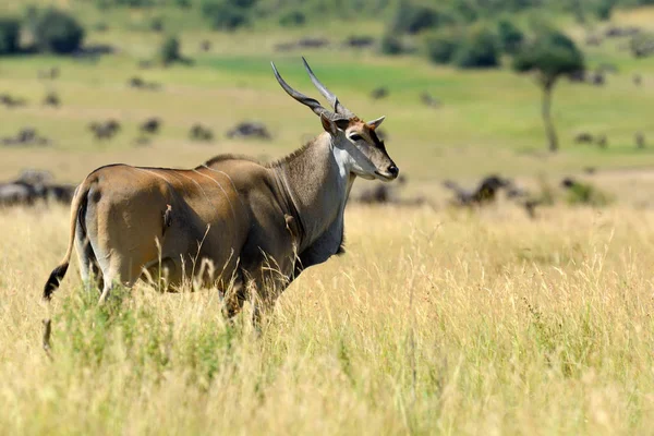 Greater kudu (Tragelaphus strepsiceros) — Stock Photo, Image