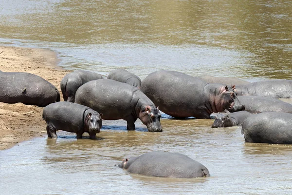 Hipopotam rodziny (Hippopotamus amphibius) — Zdjęcie stockowe