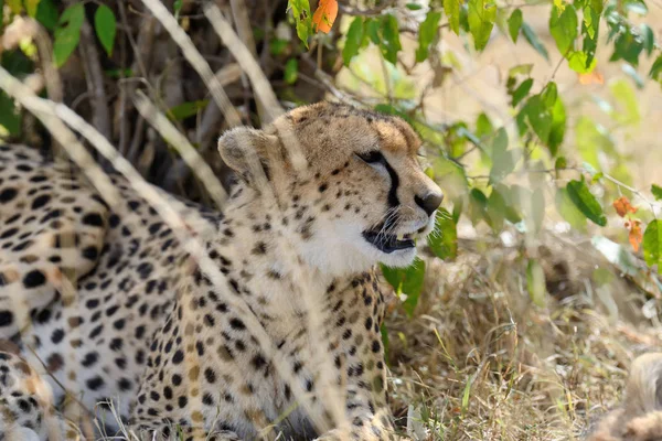 Afrikanischer Gepard — Stockfoto