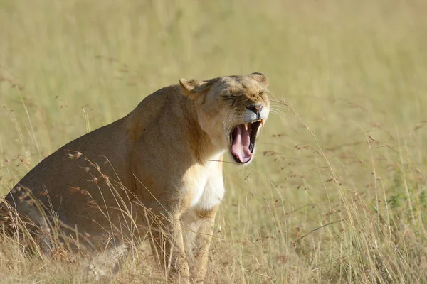 Лев в Національний парк Кенії — стокове фото