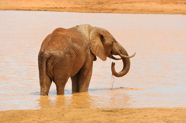 Fil Kenya Milli Parkı — Stok fotoğraf