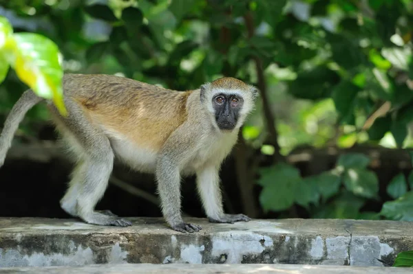 Vervet monkey i nationalpark i Kenya — Stockfoto