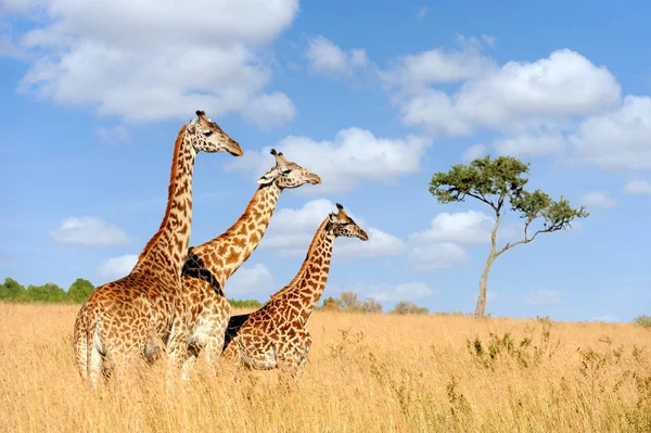 Jirafa en el Parque Nacional de Kenia — Foto de Stock