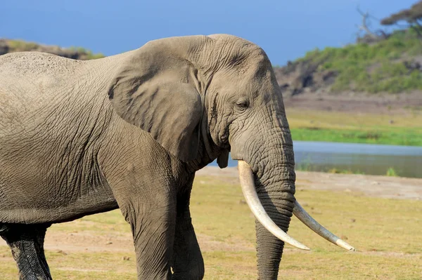 Slon v národním parku v Keni — Stock fotografie