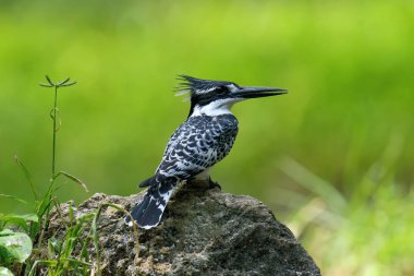 Pied Kingfisher on stone clipart