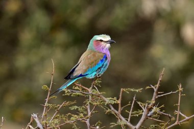 Leylak göğüslü silindir Kenya Milli Parkı