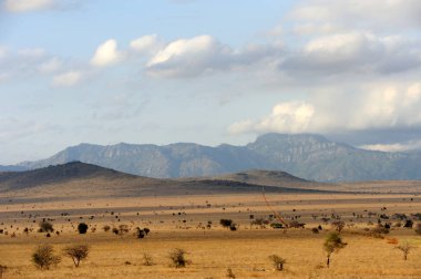 Savannah manzara içinde Kenya Ulusal Parkı