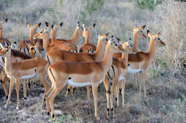 Impala Afrika savana üzerinde
