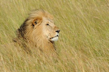 Aslan Kenya Milli Parkı