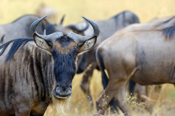 Gnuer i nationalparken i Afrika — Stockfoto