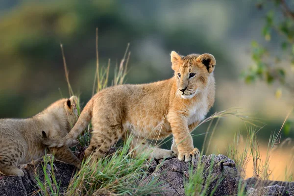 African lion cub — Stock Photo, Image