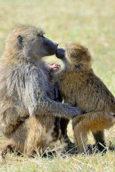 狒狒在肯尼亚国家公园 — 图库照片